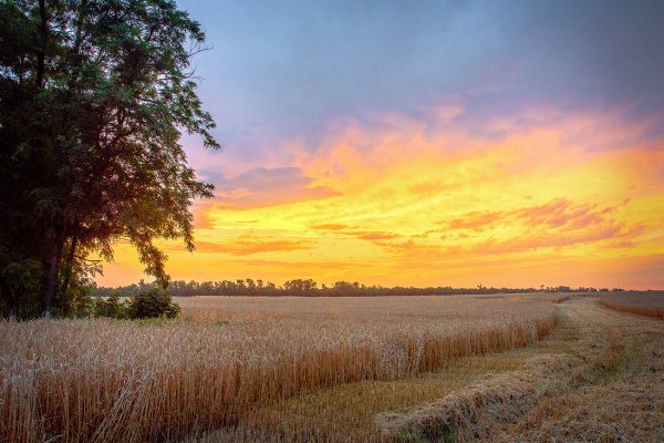 Кубань просторы Кубани