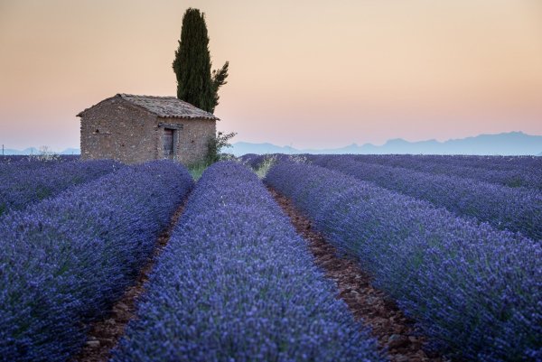 Лавандовое поле Карла Франция
