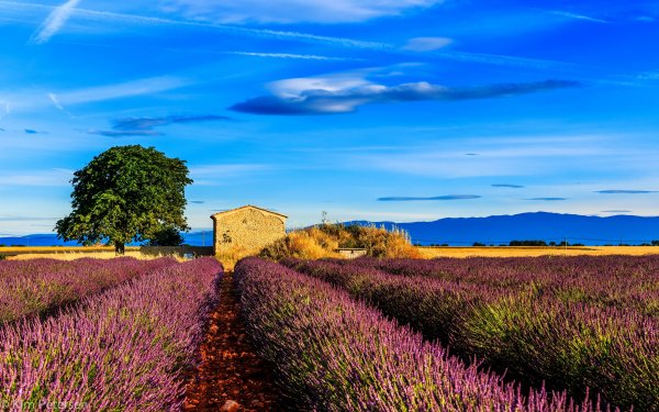 Прованские поля Франция