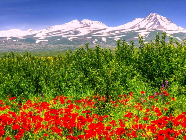 Долина Арарат Цветущая