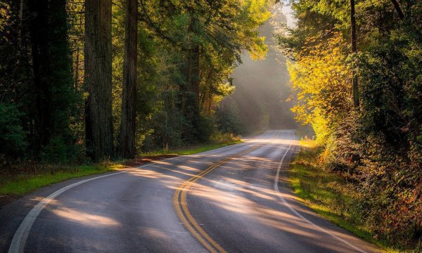 Природа лес дорога