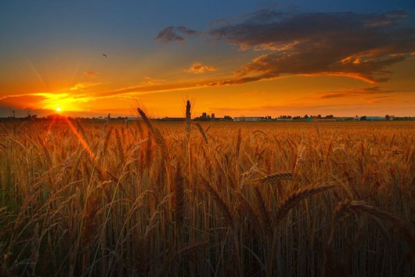 Поле равнина Белоруссия