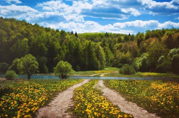 Лес луг Владимирской области