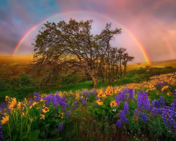 Прекрасный мир природы