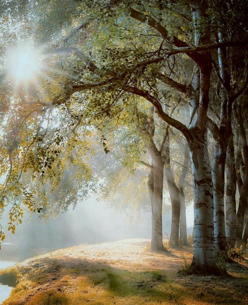 Нежный пейзаж