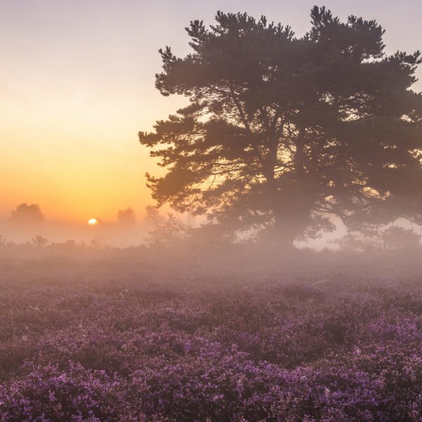 Нежный рассвет