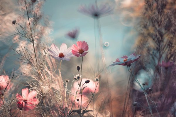 Нежный цветок