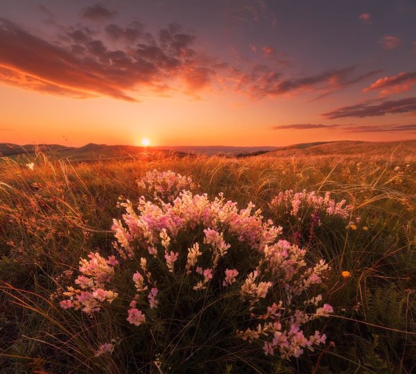 Степь на рассвете летом