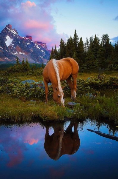 Лошади на природе