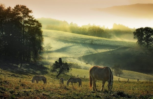 Лошади на рассвете