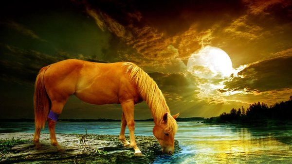 Лошади на закате на водопое