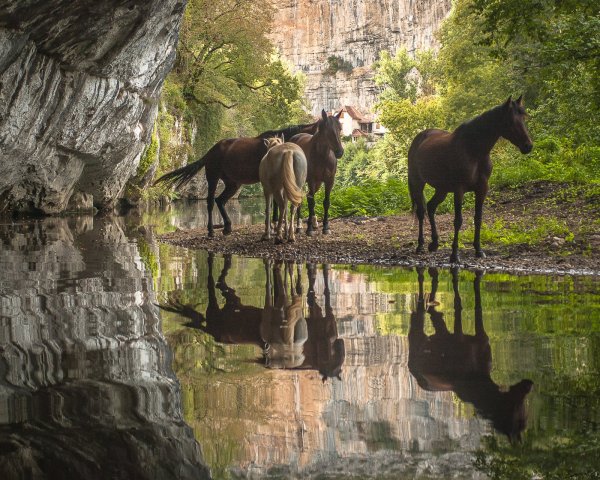 Лошади и водопад