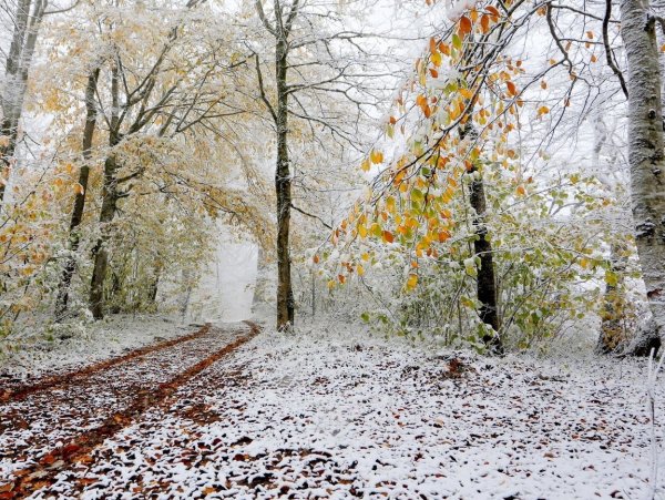 Ранняя зима