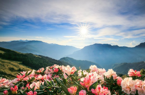 Цветы на фоне гор
