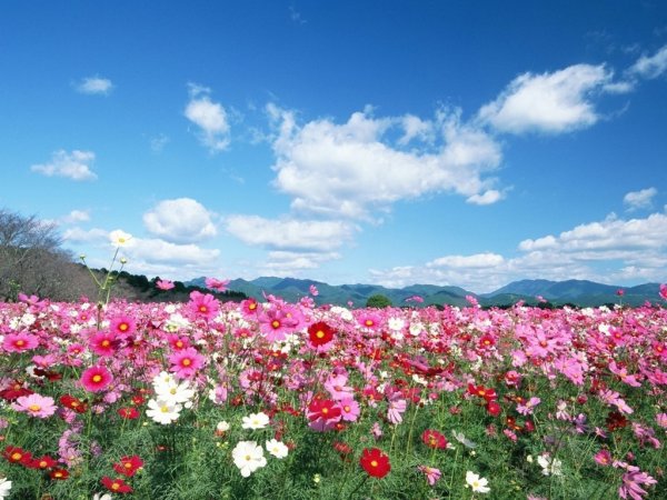 Цветы Поляна