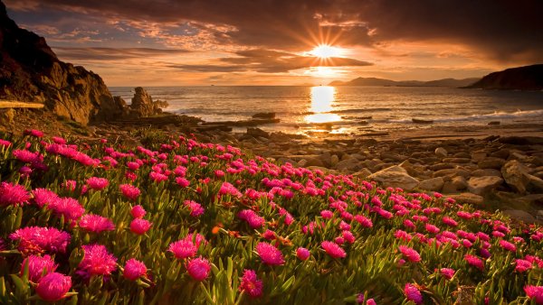 Пейзажи с цветами