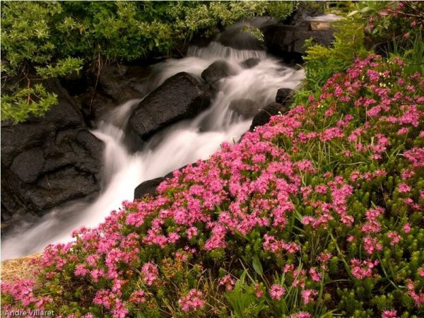 Цветущие водопады