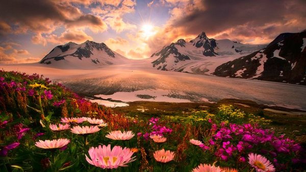 Горный цветок