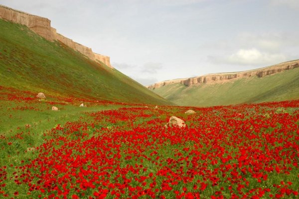 Бадхызский заповедник Туркменистана