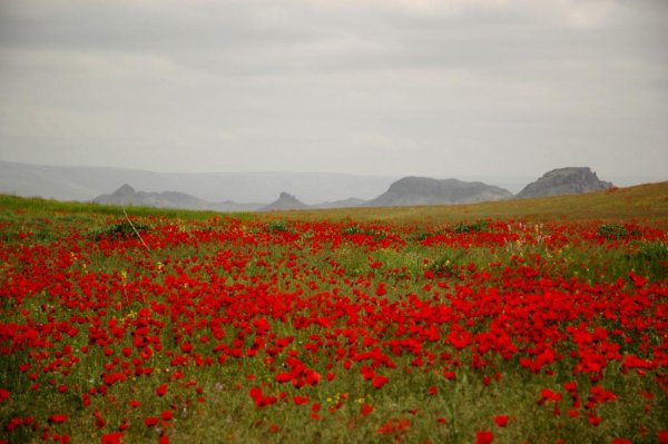 Бадхызский заповедник Туркменистана