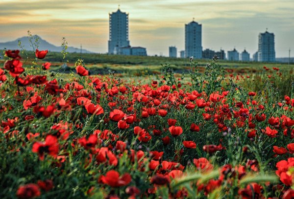 Маки Кушка Туркмения