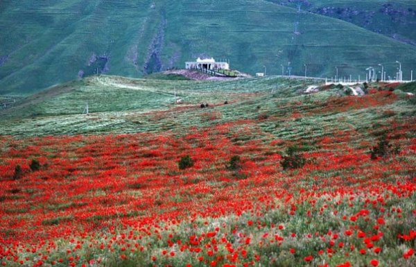 Маки Кушка Туркмения