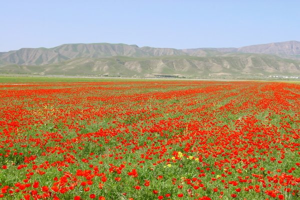 Флора Туркмении