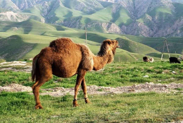 Фиагдон верблюд