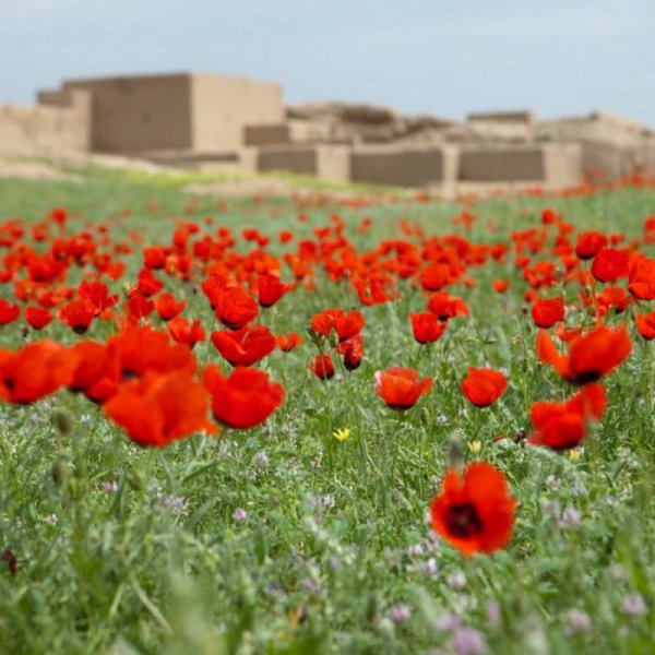 Маки Кушка Туркмения