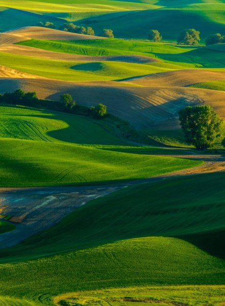 Холм Palouse
