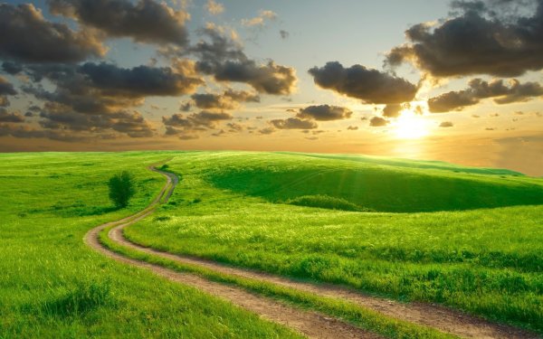 Красивое поле