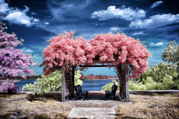 Пергола Сакура