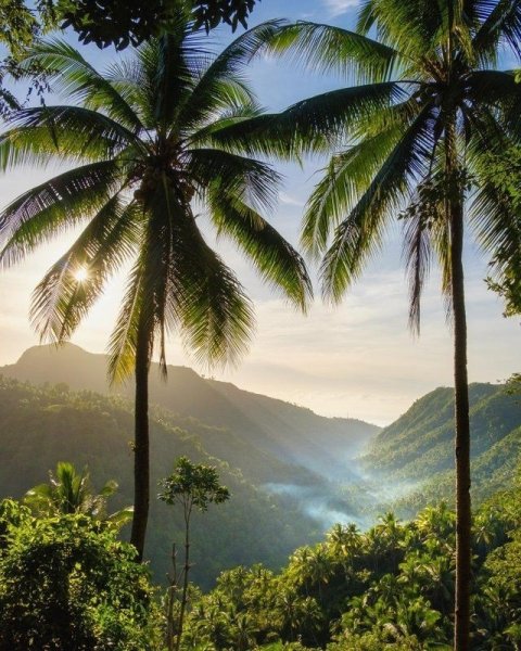 Тропический пейзаж