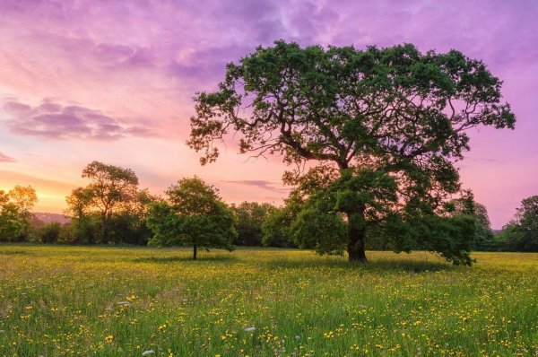 Природа деревья