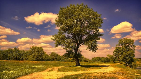 Пейзаж с деревьями