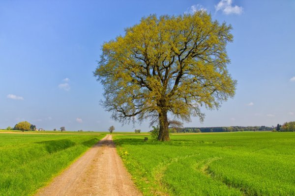 Дерево в поле