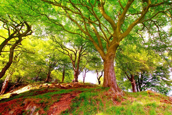 Ветвистое дерево