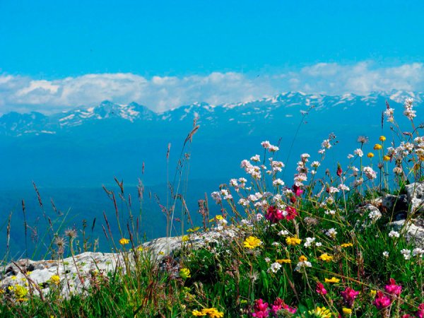 Природа Отрадненского района Краснодарского