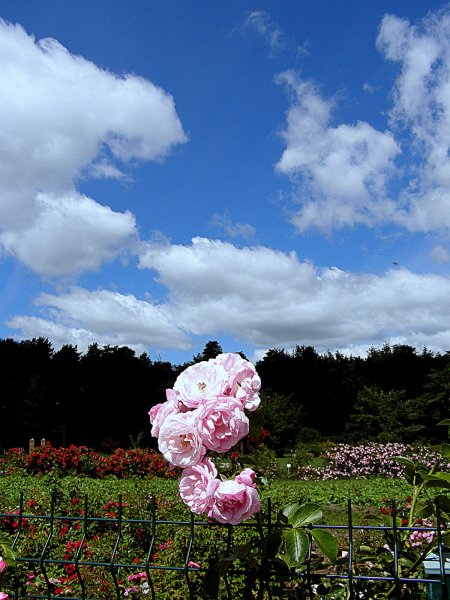 Пейзажный розарий