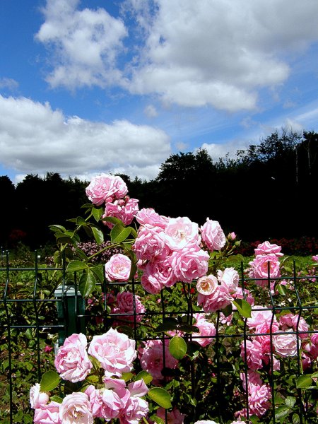 Пейзажный розарий