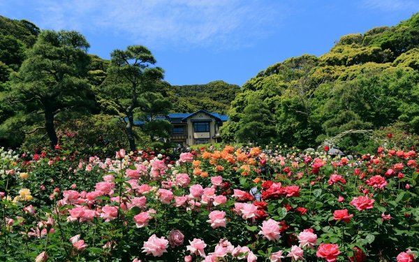 Сад пионов Сукагава Япония