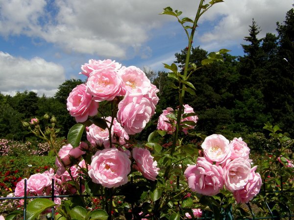 Роза Пейзажная