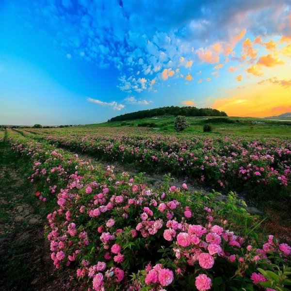 Поле цветы небо