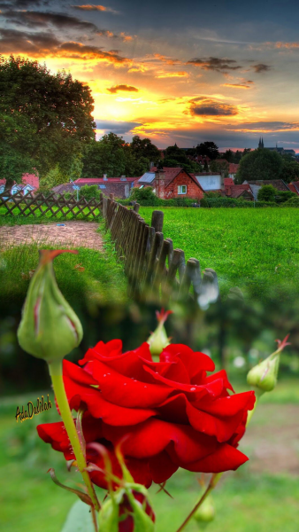 Розовая природа