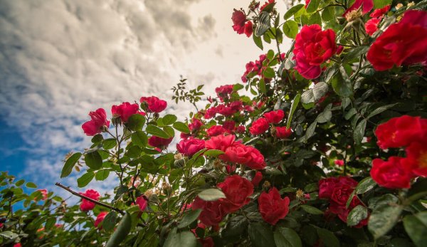 Маковые поля Иссык Куль