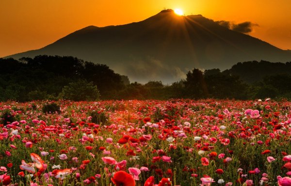 Пейзаж цветы