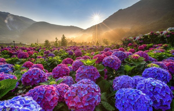 Рододендрон Карпатский