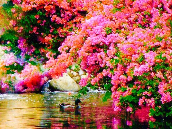 Море цветов