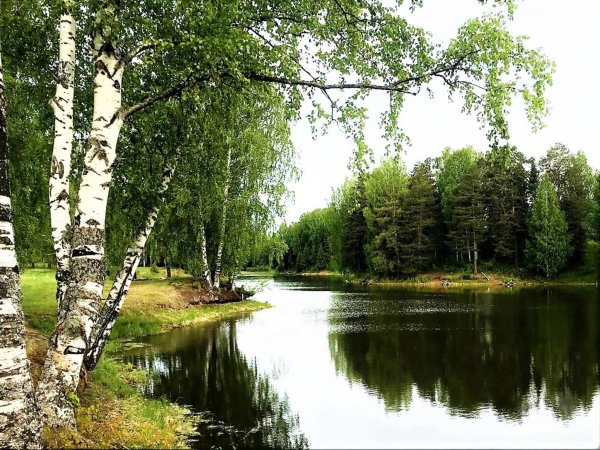 Пейзаж береза Березовая роща озеро