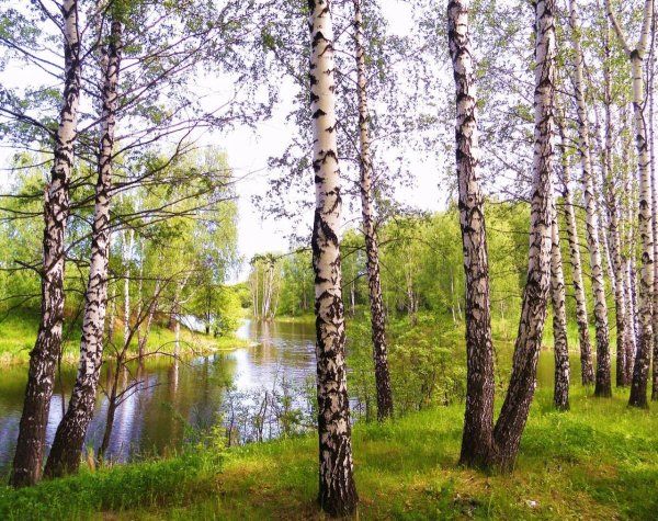 Березовая роща Рязань